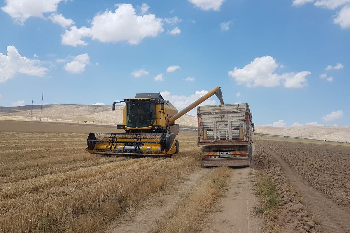 Tarlada buğday hasadı yapan biçerdöver, saha görüntüsü